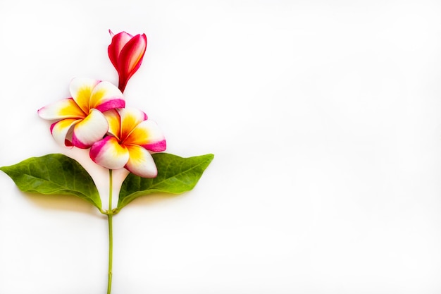 Foto bunte blumen frangipani lokale flora anordnung flach legen stil