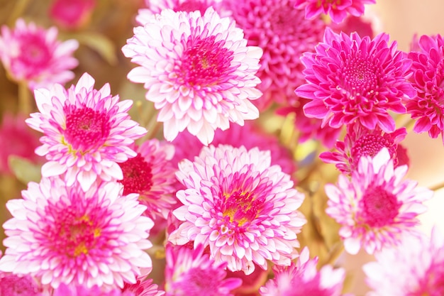 Bunte Blumen für Hintergrund