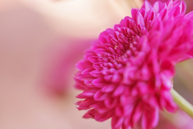 Bunte Blumen für Hintergrund