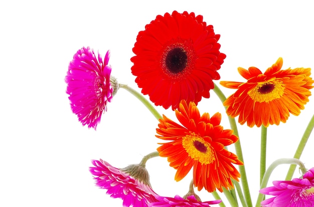 Bunte Blumen Gerbera auf weißem Hintergrund