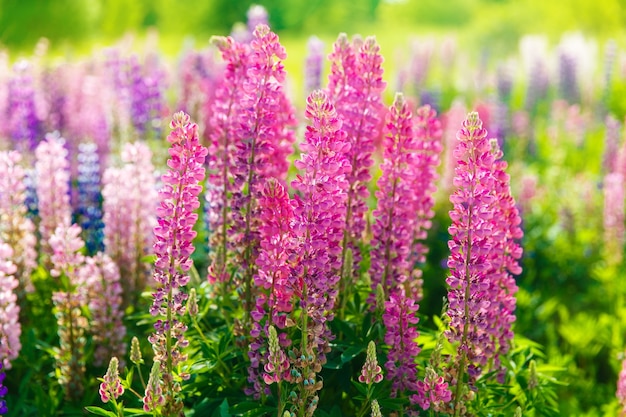 Bunte Blumen im Feld bei Sonnenuntergang