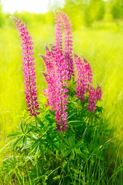 Bunte Blumen im Feld bei Sonnenuntergang