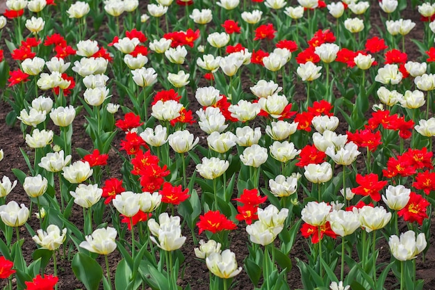 Bunte Blumen im Frühling. Tulpenfeld Hintergrund