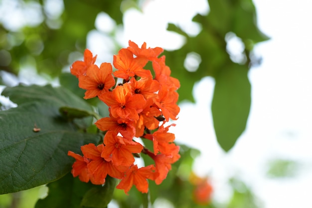 Bunte Blumen im Garten Schöne Blumen im Garten Blühen im Sommer