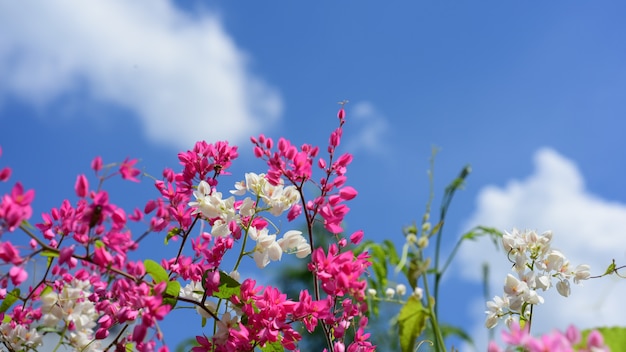 Bunte Blumen im Garten Schöne Blumen im Garten Blühen im Sommer