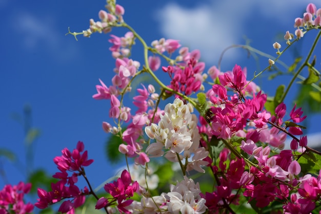 Bunte Blumen im Garten.