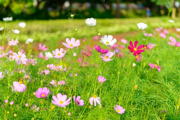 Bunte Blumen im Garten