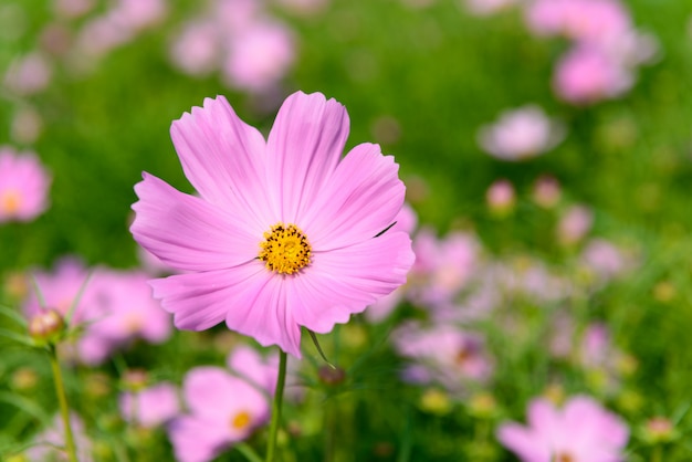 Bunte Blumen im Garten