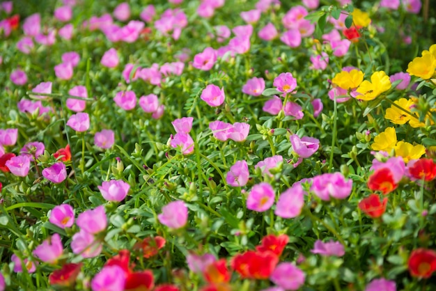 Foto bunte blumen im garten