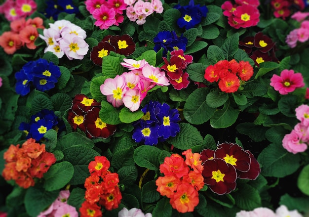 Bunte Blumen im ökologischen Gartenhintergrund