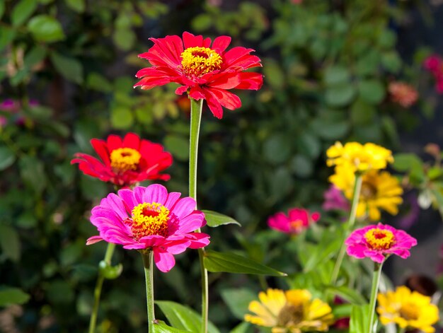 bunte Blumen im Wiesengarten