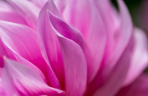 Bunte Blumen in der Natur, Kopienraum.