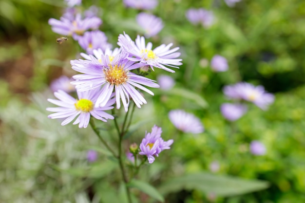 Bunte Blumen in der Schärfentiefe