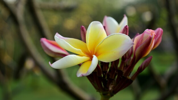 Bunte Blumen und Grünblätter in der Natur.