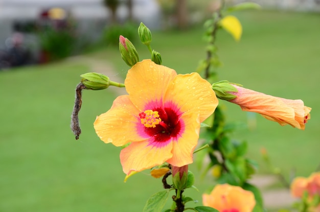 Foto bunte blumen und morgensonne