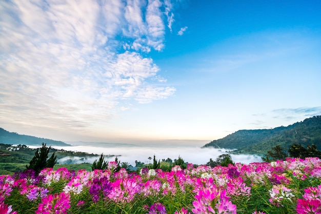 Bunte Blumen und schöne Landschaft und komfortabel. Nebel fühlen sich friedlich natur