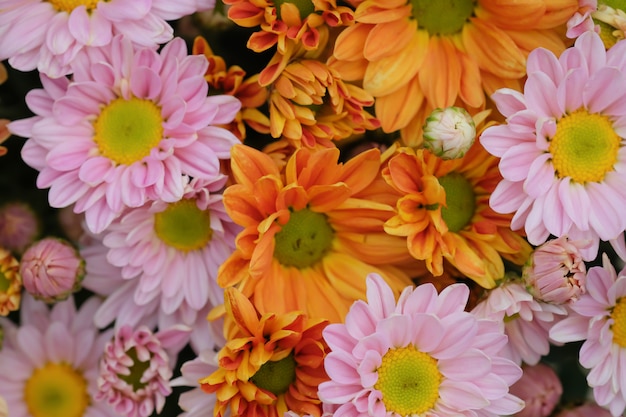 Bunte Blumenchrysantheme für Hintergrund