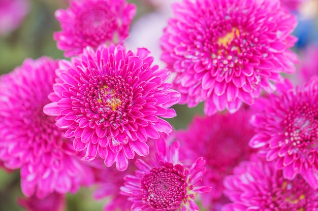 Bunte Blumenchrysantheme für Hintergrund