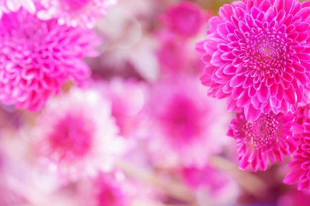 Bunte Blumenchrysantheme gemacht mit Steigung für Hintergrund, Zusammenfassung, Beschaffenheit, weich und verwischt