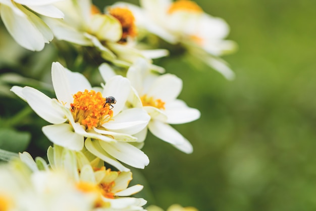 Bunte Blumenchrysantheme gemacht mit Steigung für Hintergrund