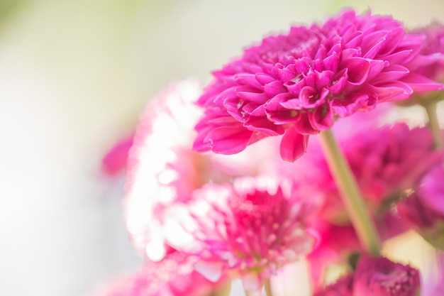 Bunte Blumenchrysantheme gemacht mit Steigung für Hintergrund