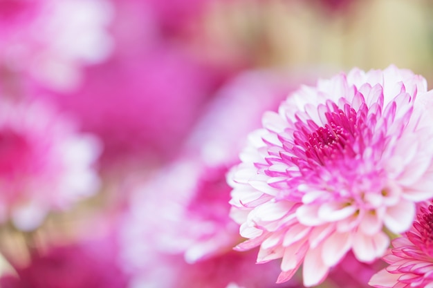 Bunte Blumenchrysantheme gemacht mit Steigung für Hintergrund