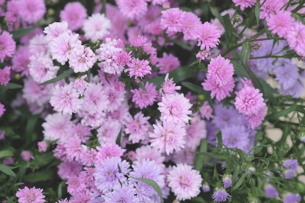 Bunte Blumenchrysantheme gemacht mit Steigung für Hintergrund