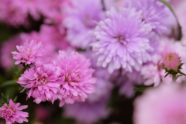 Bunte Blumenchrysantheme