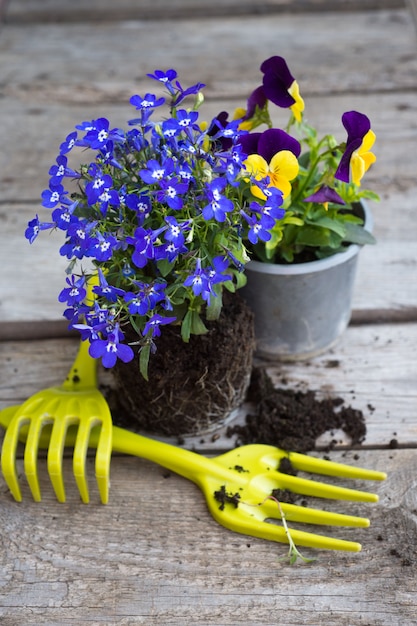 Foto bunte blumenstiefmütterchen in einem topf