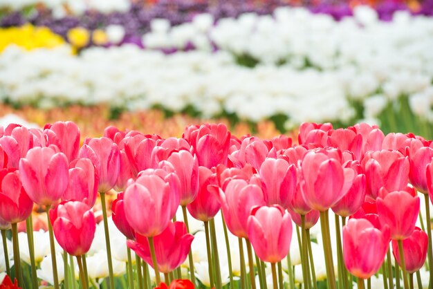 Bunte Blumentulpen im grünen schönen Park