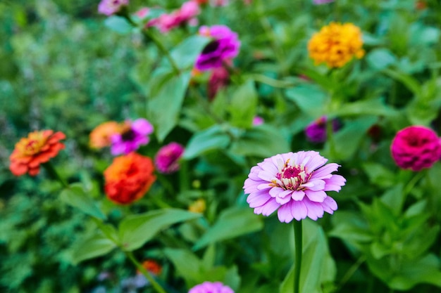 Bunte Blumenvielfalt im Feld mit lila, gelb und rot