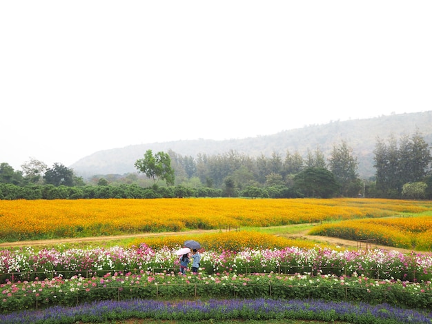 Bunte Blumenwiese und blauer Himmel