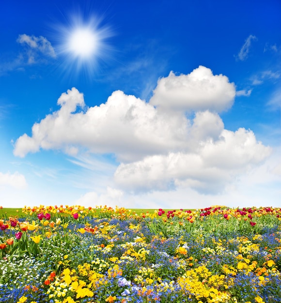 Bunte Blumenwiese und grüne Rasenfläche über blauem Himmel