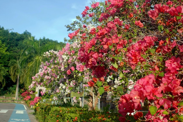 Bunte Bougainvillea-Bäume entlang der Straße.