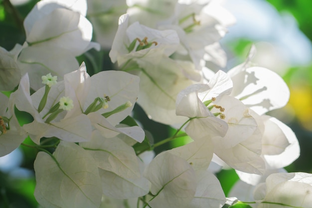 Bunte Bouganvillablumen für Hintergrund