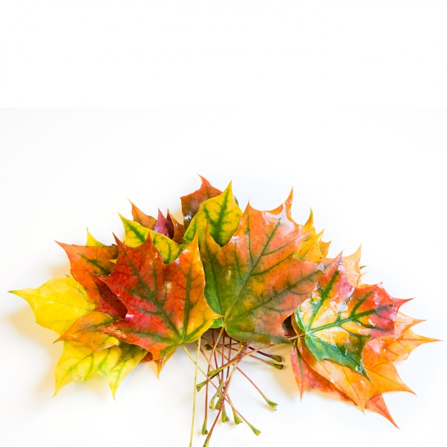 Bunte Bündelblätter des Herbstes auf Weiß. Draufsicht und Kopienraum.