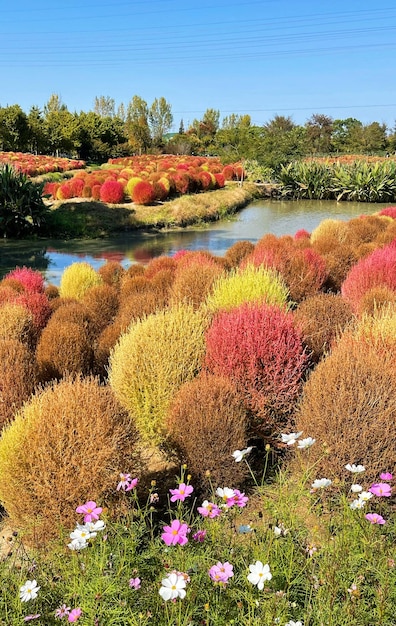 Foto bunte büsche mit fluss