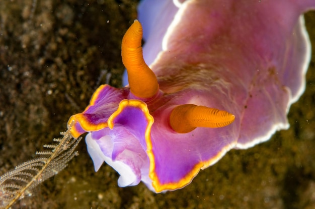 Foto bunte chromodoris nacktschnecke nahaufnahme makro detail in indonesien