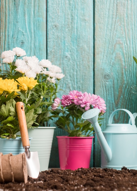 bunte Chrysanthemen in Töpfen, Gießkannen in der Nähe von Holzzaun