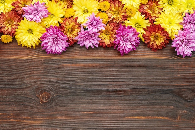 Bunte chrysanthemenblüten auf dunklem holzhintergrund flach kopienraum