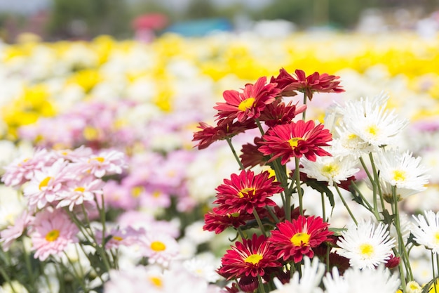 Bunte Chrysanthemenblume des Weichheitsfokus