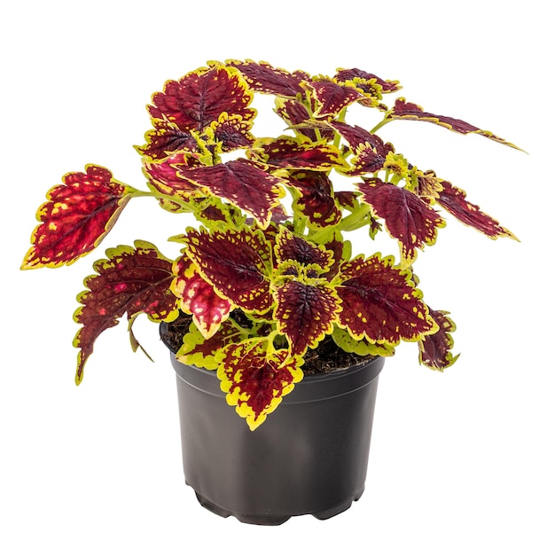 Bunte Coleus-Zimmerpflanze