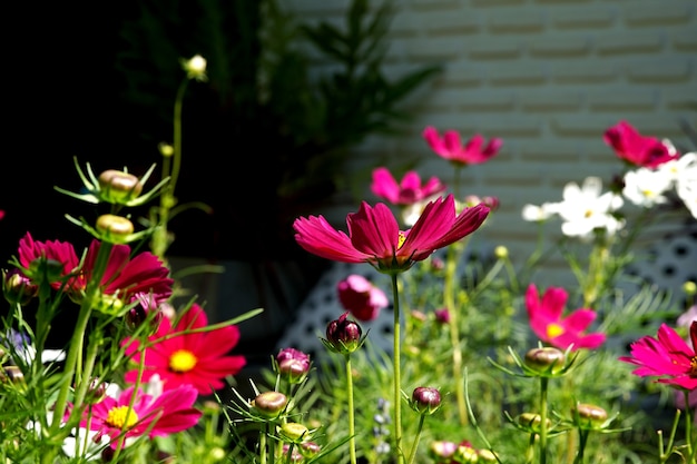 Bunte Cosmos Sulphureus Blume im Garten