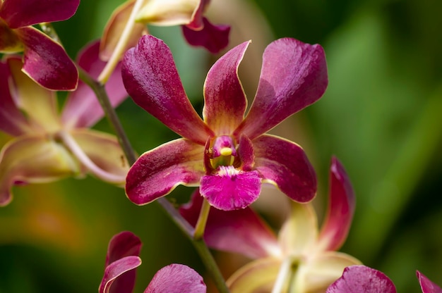 Bunte Dendrobium-Morgensonne im flachen Fokus