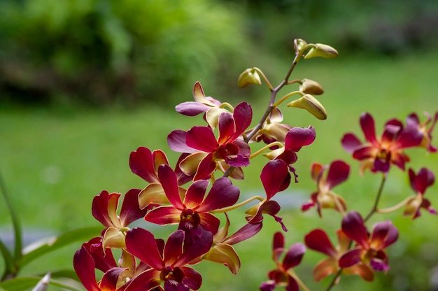 Bunte Dendrobium-Morgensonne im flachen Fokus