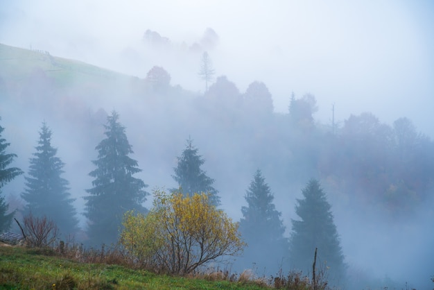 Bunte dichte Wälder in den warmen grünen Bergen