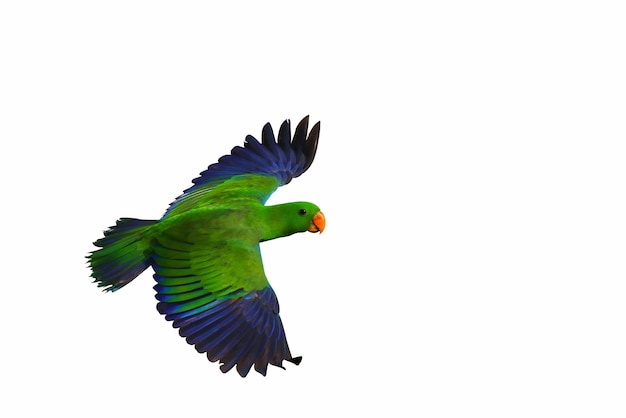 Bunte Eclectus Papagei fliegen isoliert auf weißem Hintergrund.