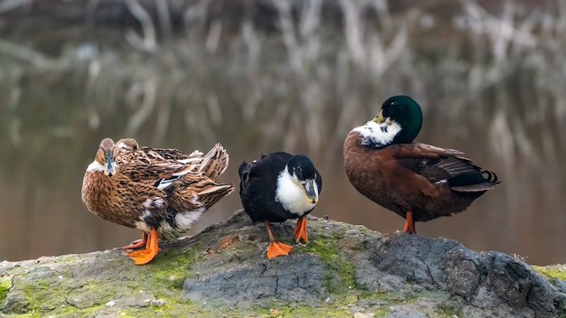 Bunte Enten am Seeufer