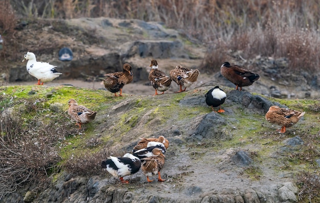 Foto bunte enten am seeufer