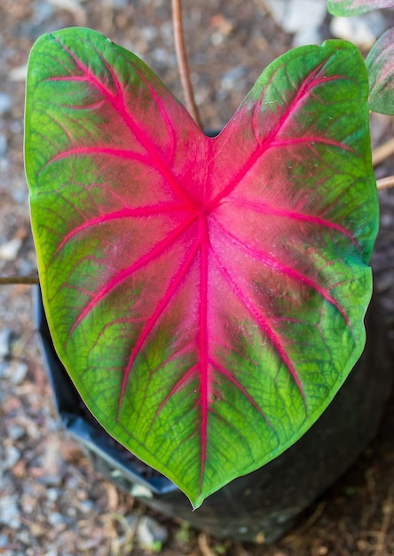 Bunte exotische Caladium-Pflanzen namens Changphueak BaiBua Es ist eine sehr beliebte und teure Zierpflanze